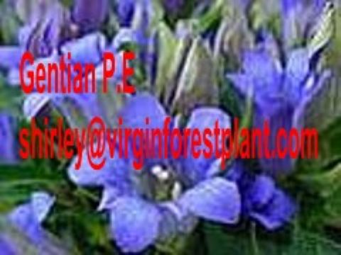 Gentian P.E (Shirley At Virginforestplant Dot Com)